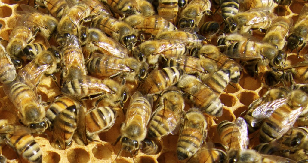 Italian bees