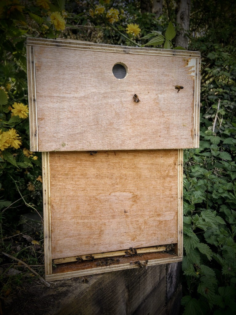 A newly made nucleus hive