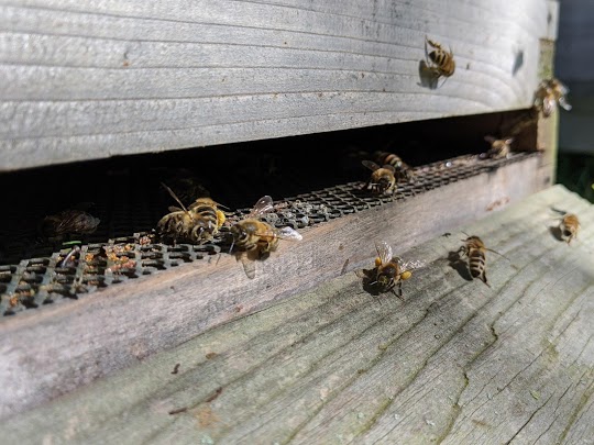 bees flying into hive